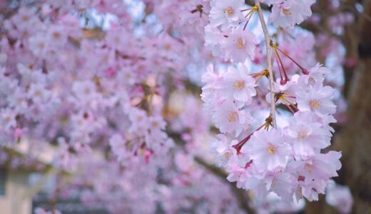 可児市の隠れ桜スポット愛岐ケ丘