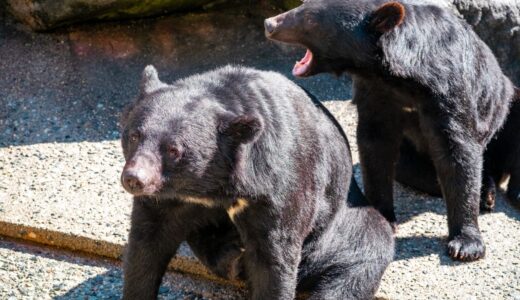奥飛騨クマ牧場に行って思ったこと