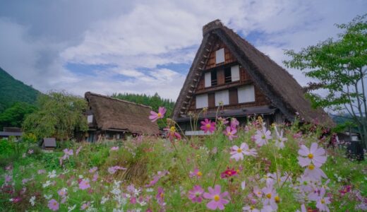 秋の白川郷はコスモスと合掌村のコラボでした