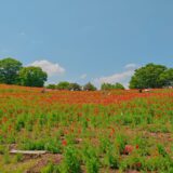 10年ぶりに昭和記念公園に行ってきました