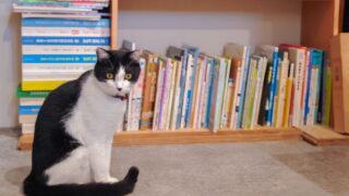 【Book&Cafe coyomi】ハチワレ猫のいる淡路島唯一のブックカフェ